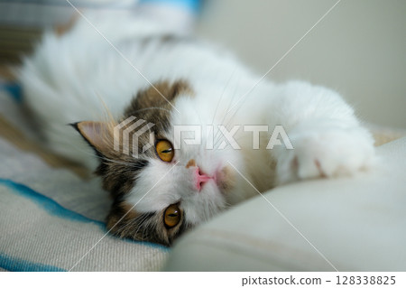 Cute fluffy white cat lying on the sofa, looking at the camera. Mixed breed cat between Maine Coon and Scottish Fold. Cute fluffy white cat lying on the sofa, looking at the camera. Mixed breed cat between Maine Coon and Scottish Fold. 128338825