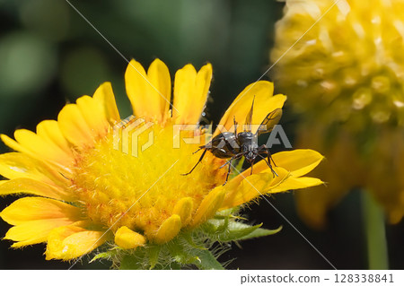 Ants walking around on a flower Ants walking around on a flower 128338841