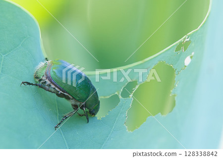 一隻正在吃荷葉的聖甲蟲 128338842