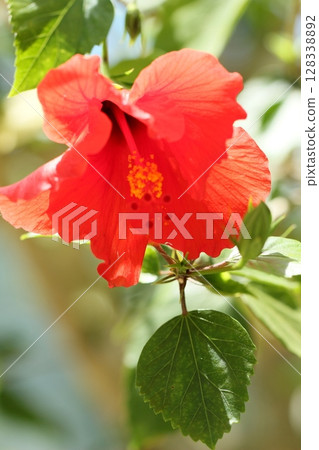 Red hibiscus summer scenery 128338892