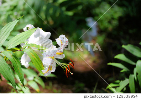 White lily flower White lily flower 128338954