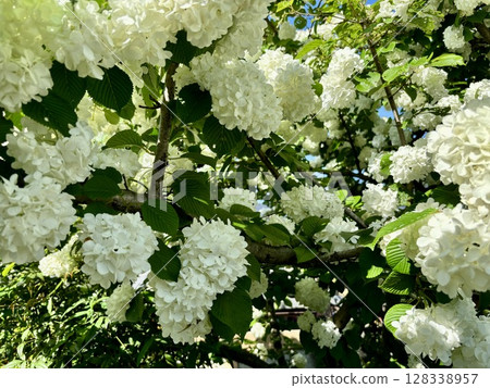 白花 白花 128338957