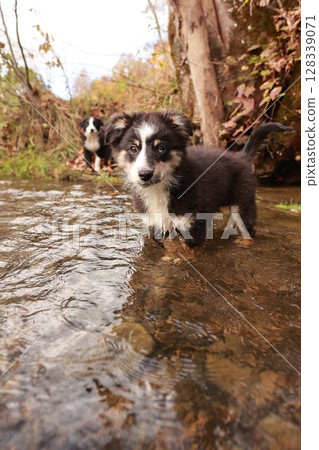 A small dog is standing in a stream of water 128339071