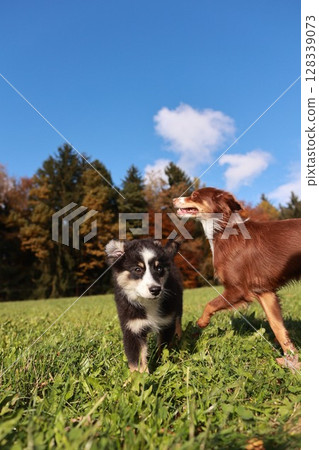 Two dogs are running in a grassy field Two dogs are running in a grassy field 128339073
