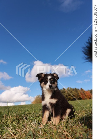 A small dog is sitting in a grassy field on a sunny day A small dog is sitting in a grassy field on a sunny day 128339077