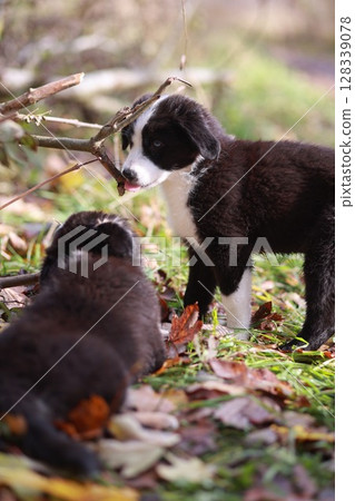 Two puppies are playing in the grass, one of them is licking the other 128339078