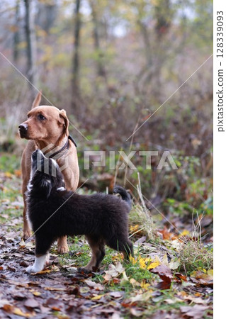 Three dogs are standing in a field of grass and leaves 128339093