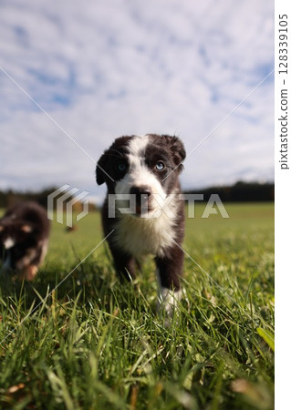 A small black and white dog is standing in a field of grass 128339105
