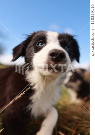 A black and white dog with blue eyes is looking at the camera A black and white dog with blue eyes is looking at the camera 128339110