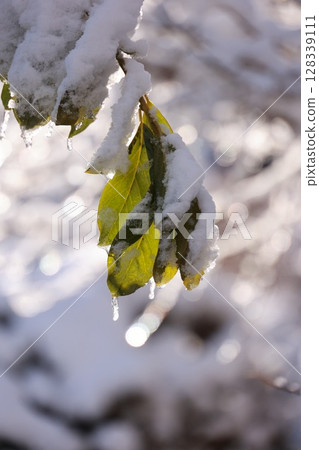 Leaf is covered in snow and ice Leaf is covered in snow and ice 128339111