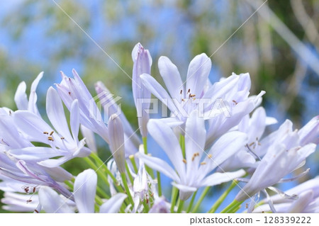夏季盛開的冷色花朵 128339222