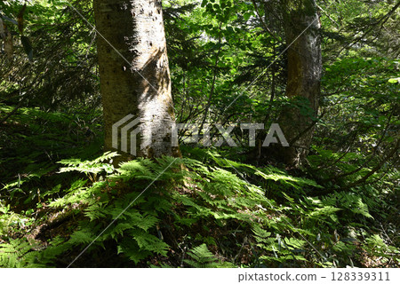 新潟縣平岳登山 128339311