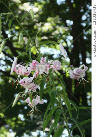 夏日風景中的粉紅色和白色精緻百合花 夏日風景中的粉紅色和白色精緻百合花 128339438
