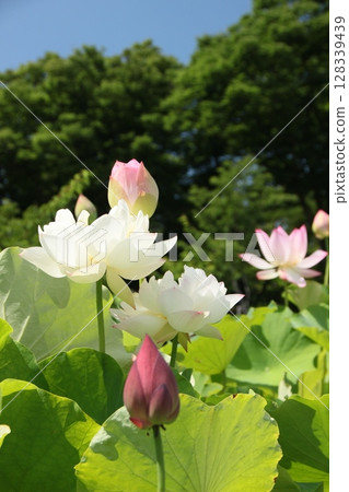 藍天白雲下盛開的蓮花－夏日風景 128339439