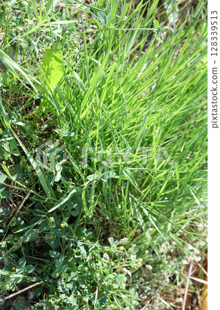 weeds, grass, garden, wasteland, wild grass, vacant lot, plants, green, leaves, nature, grassland, outdoors, green weeds, grass, garden, wasteland, wild grass, vacant lot, plants, green, leaves, nature, grassland, outdoors, green 128339513