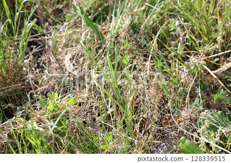 weeds, grass, garden, wasteland, wild grass, vacant lot, plants, green, leaves, nature, grassland, outdoors, green 128339515