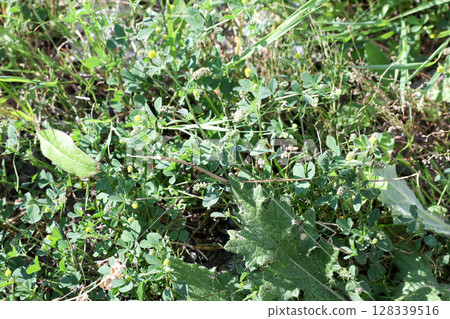 雜草, 草, 花園, 荒地, 野草, 空地, 植物, 綠色, 葉子, 自然, 草原, 戶外 128339516