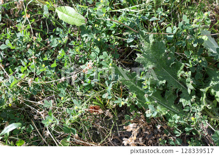 weeds, grass, garden, wasteland, wild grass, vacant lot, plants, green, leaves, nature, grassland, outdoors, green 128339517