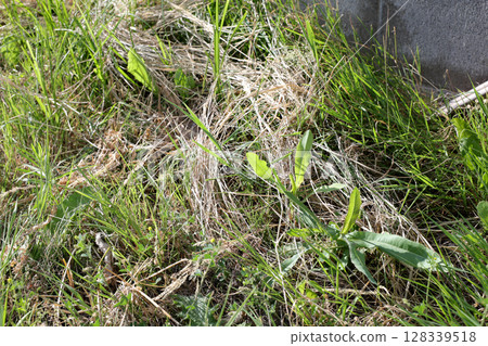 雜草, 草, 花園, 荒地, 野草, 空地, 植物, 綠色, 葉子, 自然, 草原, 戶外 128339518