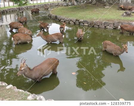 A deer bathing in the pond in front of the Buddhist Statue Hall at the Nara National Museum 128339775