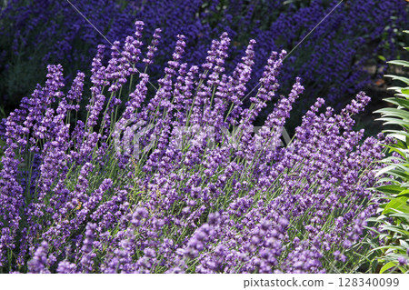 札幌花卉名勝湯原原公園花卉公園 札幌花卉名勝湯原原公園花卉公園 128340099