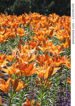 札幌花卉名勝湯原原公園花卉公園 128340100