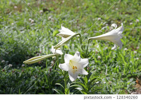 Sapporo Flower Famous Place Yurigahara Park Flower Park Sapporo Flower Famous Place Yurigahara Park Flower Park 128340260