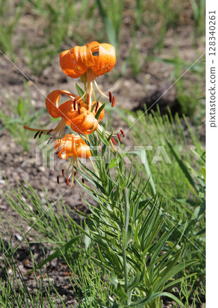 Sapporo Flower Famous Place Yurigahara Park Flower Park Sapporo Flower Famous Place Yurigahara Park Flower Park 128340261