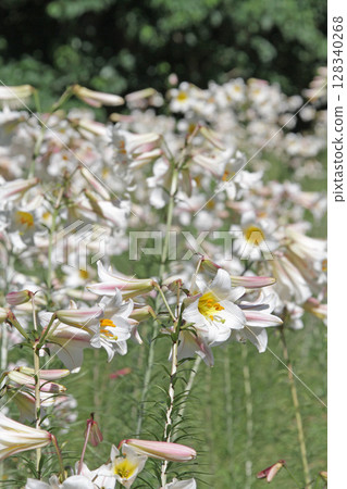 Sapporo Flower Famous Place Yurigahara Park Flower Park Sapporo Flower Famous Place Yurigahara Park Flower Park 128340268