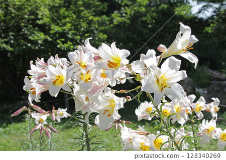 Sapporo Flower Famous Place Yurigahara Park Flower Park Sapporo Flower Famous Place Yurigahara Park Flower Park 128340269