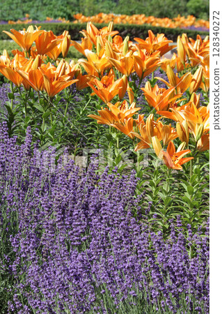 Sapporo Flower Famous Place Yurigahara Park Flower Park 128340272