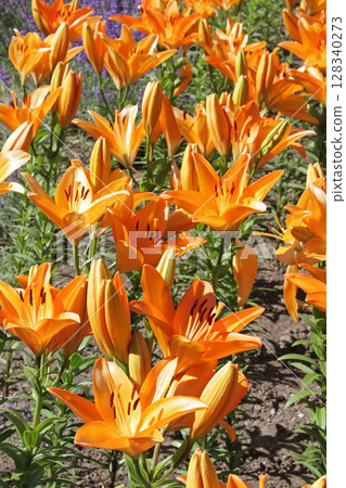 Sapporo Flower Famous Place Yurigahara Park Flower Park 128340273