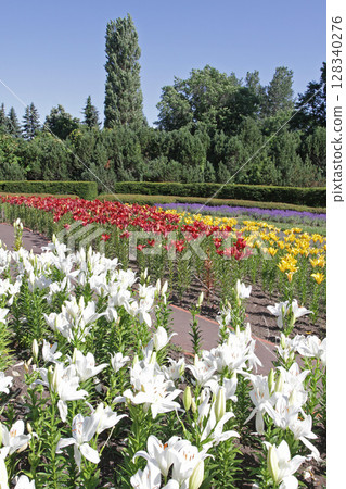 Sapporo Flower Famous Place Yurigahara Park Flower Park 128340276