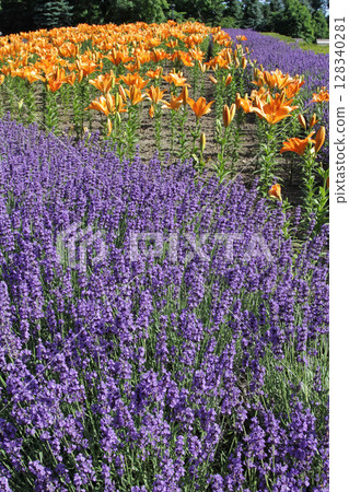 Sapporo Flower Famous Place Yurigahara Park Flower Park 128340281