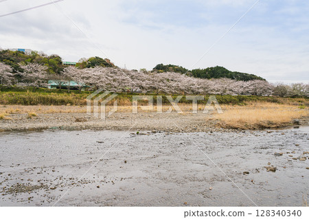 Scenery of the new cherry blossom tunnel in Kawane-cho, Shimada City (Shizuoka Prefecture) Scenery of the new cherry blossom tunnel in Kawane-cho, Shimada City (Shizuoka Prefecture) 128340340