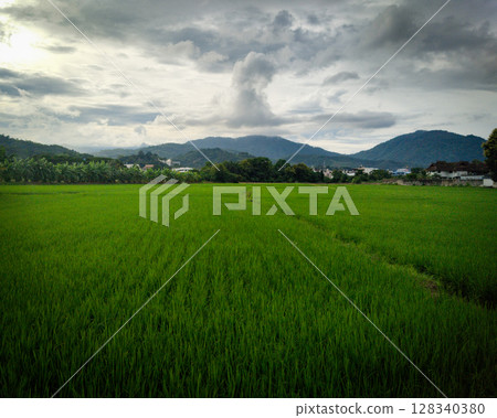 Landscape view of fresh green rice field with cloudy mountain in background Landscape view of fresh green rice field with cloudy mountain in background 128340380