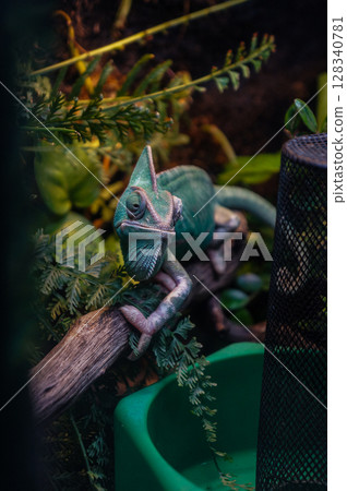 A green chameloen is perched on a branch in a cage that resembles a colorful rainforest. A green chameloen is perched on a branch in a cage that resembles a colorful rainforest. 128340781