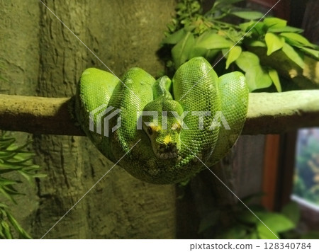 A long, green, scaled snake was coiling and squeezing peacefully on a branch A long, green, scaled snake was coiling and squeezing peacefully on a branch 128340784