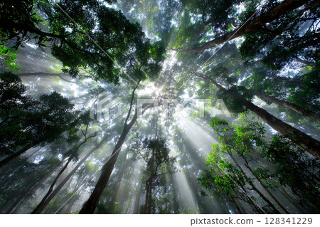 sun rays breaking through summer forest canopy, green light beams, ethereal atmosphere 128341229