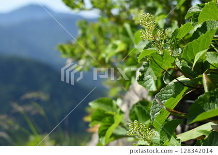 新潟縣登山天罡山 128342014