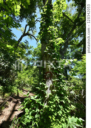 新潟縣登山天罡山 128342053