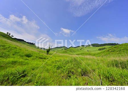 砥峰高原的新綠 128342168