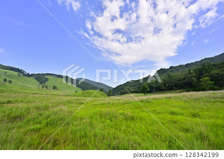 A carpet of fresh greenery on the Tonomine Plateau 128342199