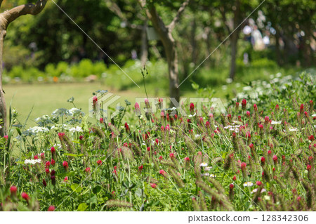 Flowers blooming along the walking path at the Flower Center Flowers blooming along the walking path at the Flower Center 128342306