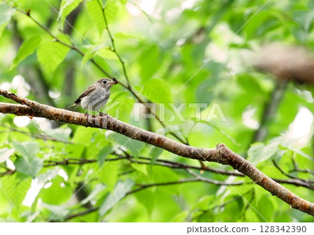 A big-eyed little bird catching an insect 128342390