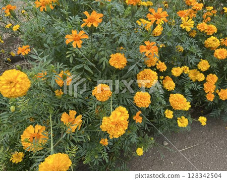 Yellow marigold Yellow marigold 128342504