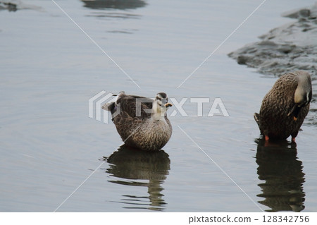 Arao City Port Wild Birds, Arao City Port Wild Birds, 128342756
