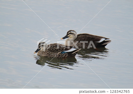 Arao City Port Wild Birds, 128342765