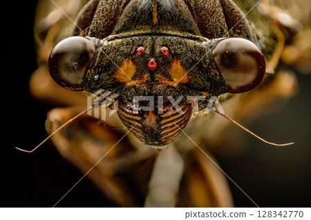 Macro photo of the brown cicada's head from the front 128342770