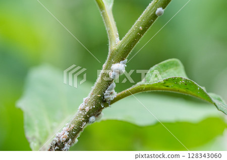 Parasitic mealybug insects feeding on plant sap, creating sticky honeydew residue on leaves, molding Parasitic mealybug insects feeding on plant sap, creating sticky honeydew residue on leaves, molding 128343060